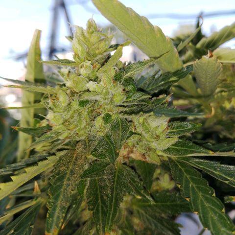 Génétique Sativa growlog timeline photo