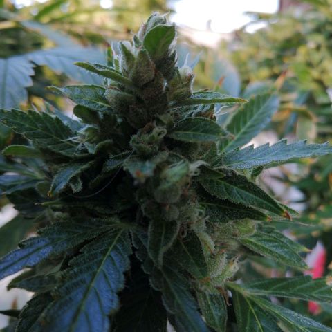 Génétique Sativa growlog timeline photo