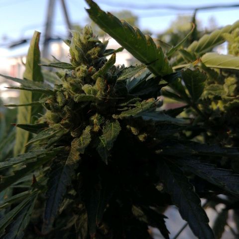 Génétique Sativa growlog timeline photo