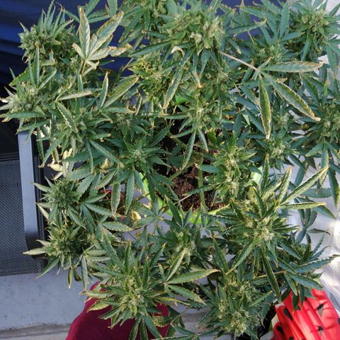 Génétique Sativa growlog timeline photo