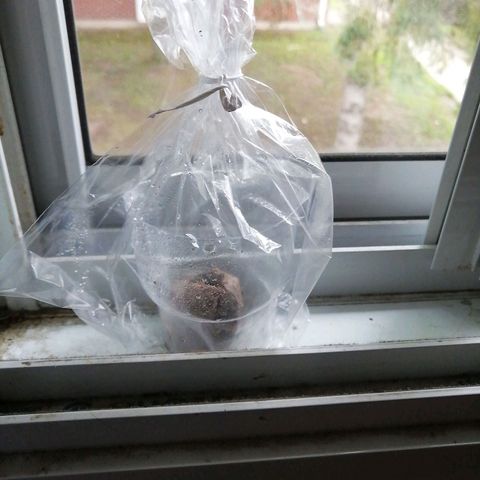 Génétique Sativa growlog timeline photo