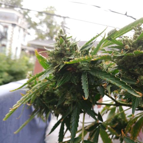 Génétique Sativa growlog timeline photo