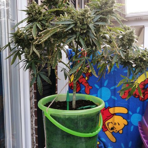 Génétique Sativa growlog timeline photo