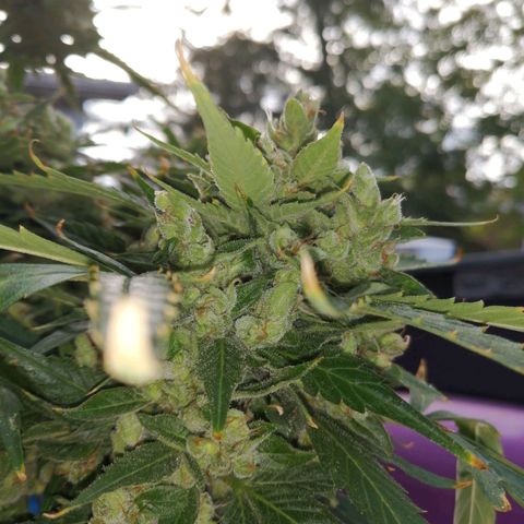 Génétique Sativa growlog timeline photo