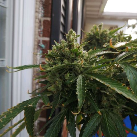 Génétique Sativa growlog timeline photo