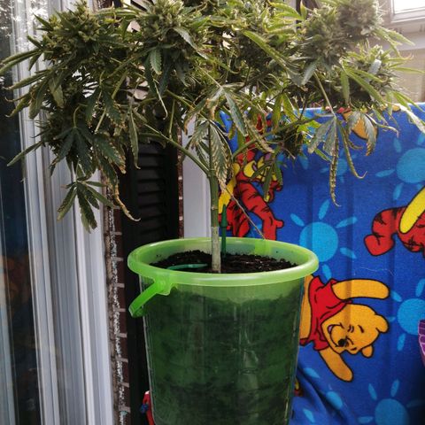 Génétique Sativa growlog timeline photo