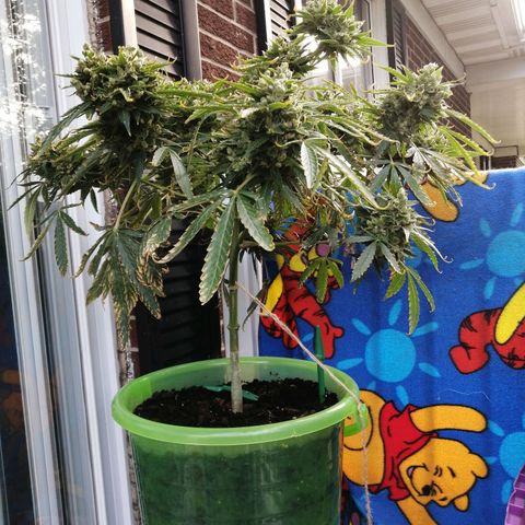 Génétique Sativa growlog timeline photo