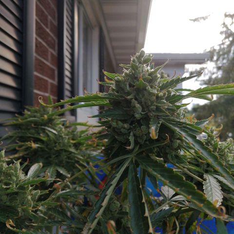 Génétique Sativa growlog timeline photo