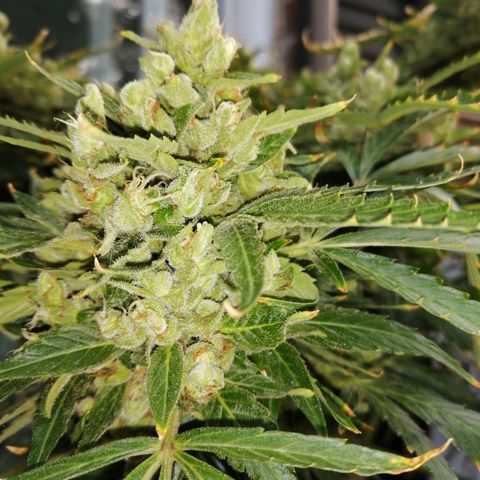 Génétique Sativa growlog timeline photo