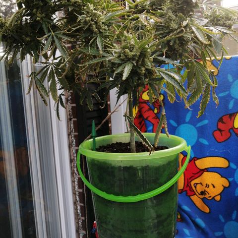 Génétique Sativa growlog timeline photo