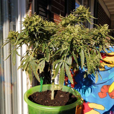 Génétique Sativa growlog timeline photo