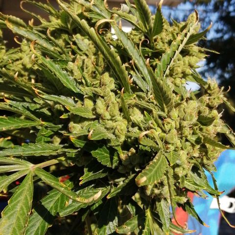 Génétique Sativa growlog timeline photo