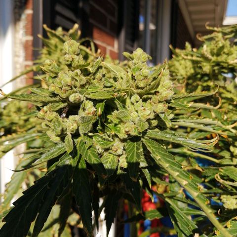 Génétique Sativa growlog timeline photo