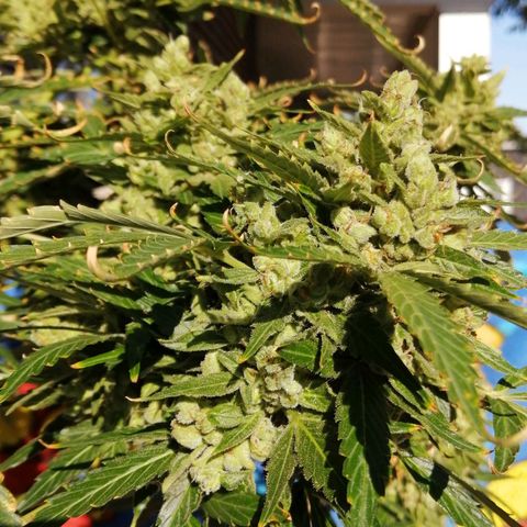 Génétique Sativa growlog timeline photo