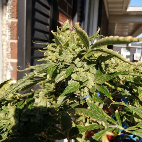 Génétique Sativa growlog timeline photo