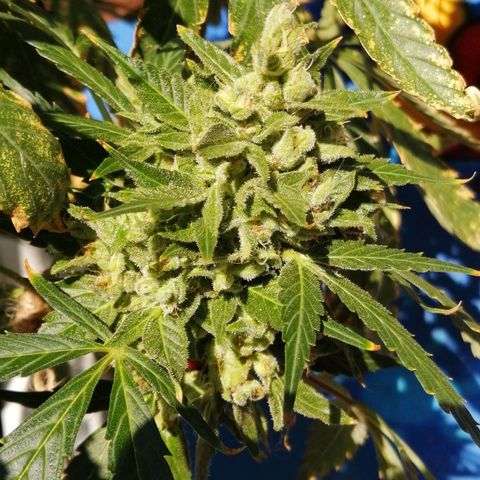 Génétique Sativa growlog timeline photo