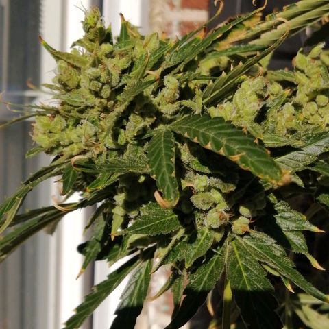 Génétique Sativa growlog timeline photo