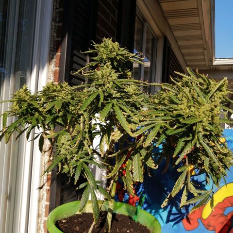 Génétique Sativa growlog timeline photo