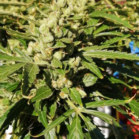 Génétique Sativa growlog timeline photo