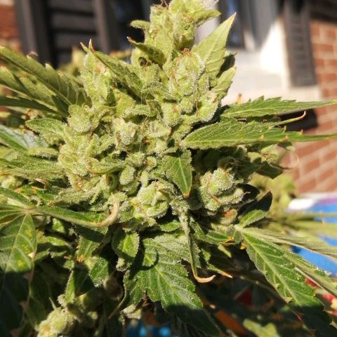 Génétique Sativa growlog timeline photo