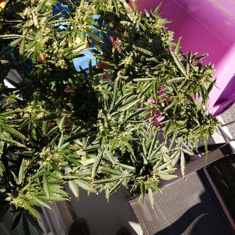 Génétique Sativa growlog timeline photo