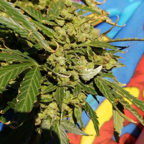 Génétique Sativa growlog timeline photo