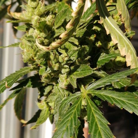 Génétique Sativa growlog timeline photo