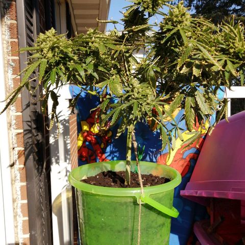 Génétique Sativa growlog timeline photo