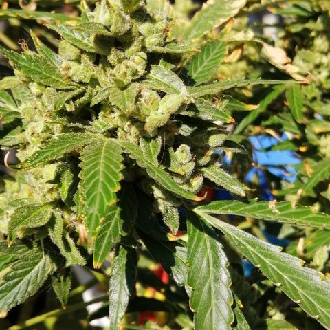 Génétique Sativa growlog timeline photo