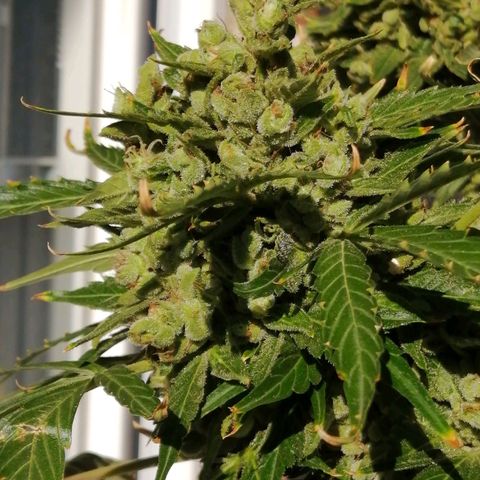 Génétique Sativa growlog timeline photo