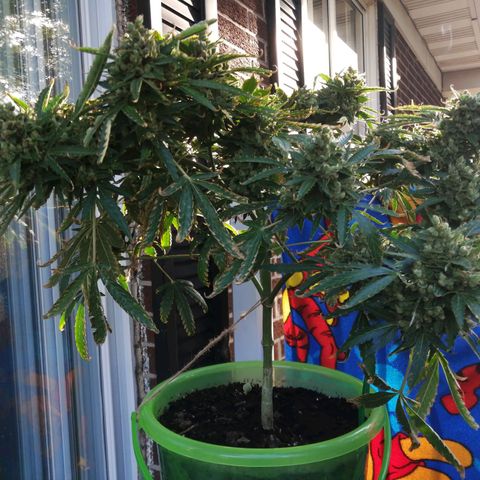 Génétique Sativa growlog timeline photo