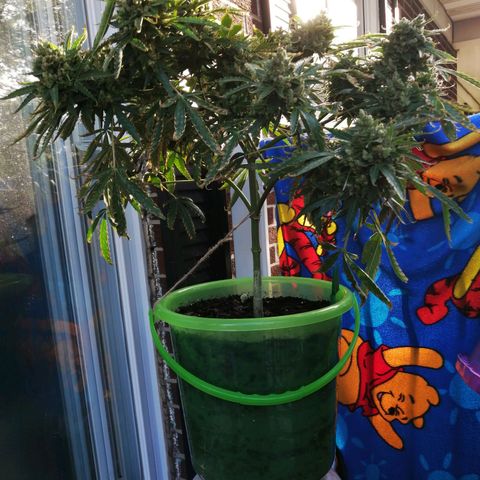 Génétique Sativa growlog timeline photo