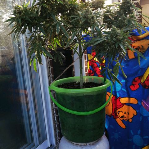 Génétique Sativa growlog timeline photo