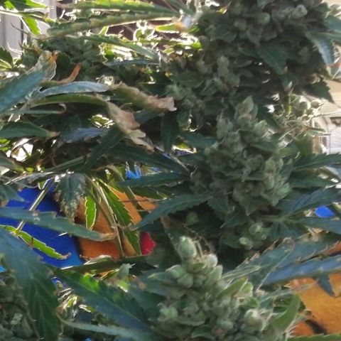 Génétique Sativa growlog timeline photo