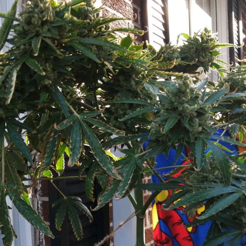 Génétique Sativa growlog timeline photo