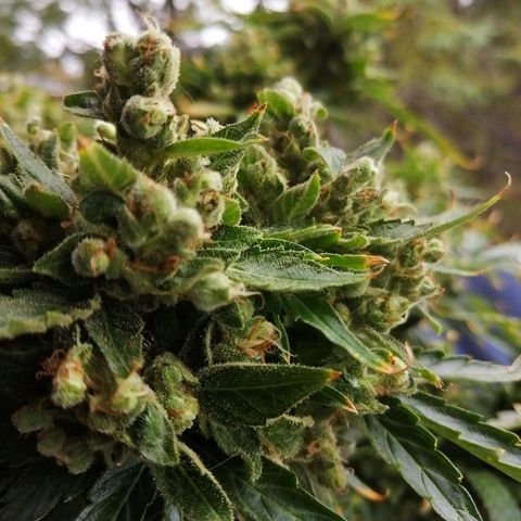 Génétique Sativa growlog timeline photo