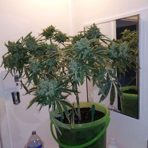 Génétique Sativa growlog timeline photo
