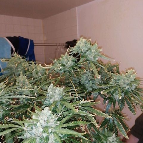 Génétique Sativa growlog timeline photo