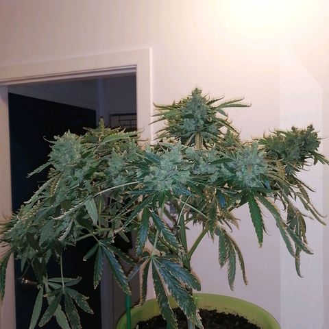 Génétique Sativa growlog timeline photo