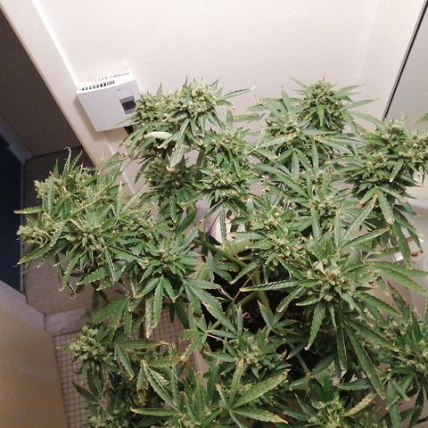 Génétique Sativa growlog timeline photo