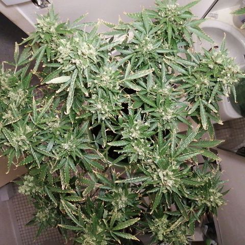 Génétique Sativa growlog timeline photo