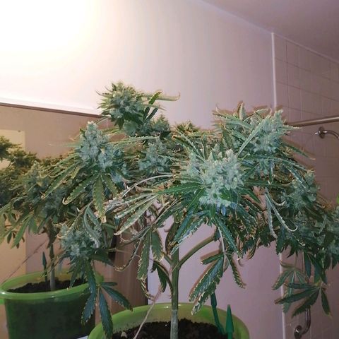 Génétique Sativa growlog timeline photo