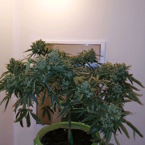 Génétique Sativa growlog timeline photo