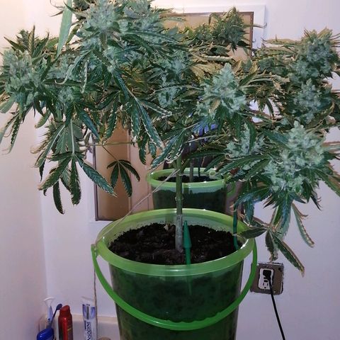 Génétique Sativa growlog timeline photo