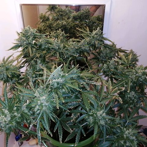 Génétique Sativa growlog timeline photo