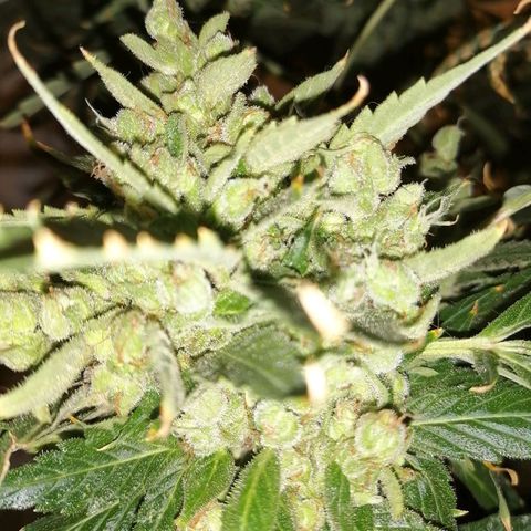 Génétique Sativa growlog timeline photo