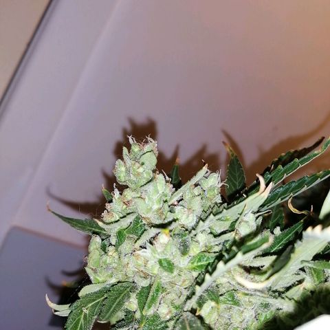 Génétique Sativa growlog timeline photo