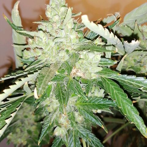 Génétique Sativa growlog timeline photo