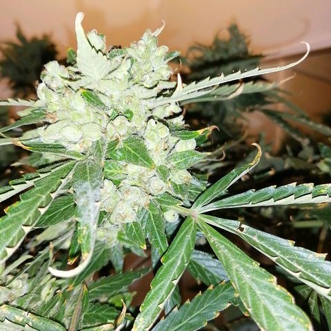 Génétique Sativa growlog timeline photo