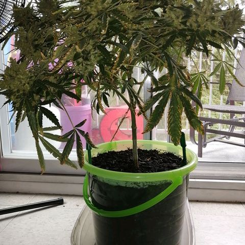 Génétique Sativa growlog timeline photo